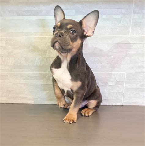  French Bulldogs in North Carolina are just the best!  With more adoptable pets than ever, we have an urgent need for pet adopters