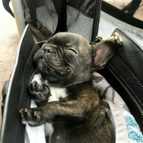  French Bulldogs love to play, but they also enjoy a good nap almost as much! The French Bulldog for sale Memphis on Uptown are all ready to meet their forever families and bring you plenty of joy and laughter
