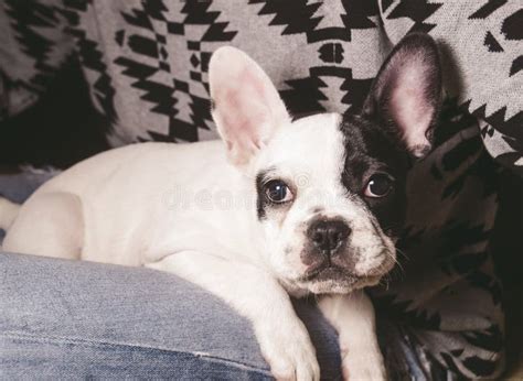  French Bulldogs make wonderful lap buddies, too