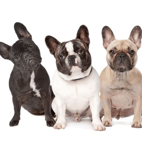  French Bulldogs may only spend about 10 percent of their snoozing time in REM because of their irregular sleep patterns