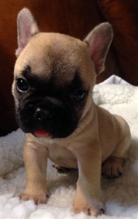  French Bulldogs must not be neglected; they need to be with their people