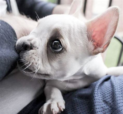  French Bulldogs often require as much attention as a newborn baby