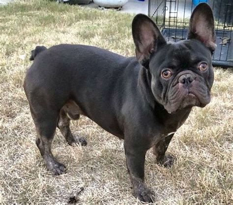  French Bulldogs originated from England, France