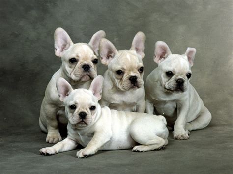  French Bulldogs puppies are intelligent, and training them is easy as long as you make it seem like a game and keep it fun