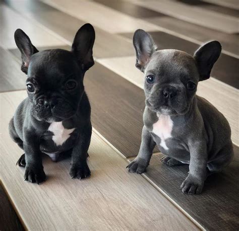  French Bulldogs puppies for rehoming