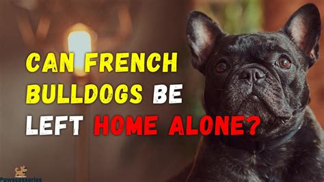  French Bulldogs should not be left alone for more than 6 to 8 hours
