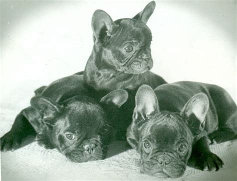  French Bulldogs were bred in France during the Industrial Revolution