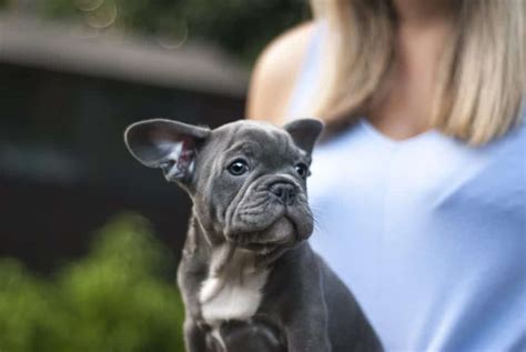  French Bulldogs were first brought to the United States in the late s, and they quickly became popular with American families
