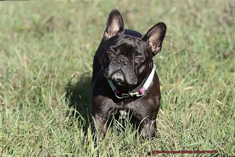  French Bulldogs were originally found in England and produced as toy versions of the English Bulldog