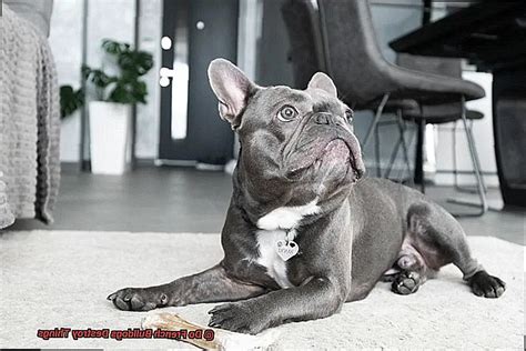  French Bulldogs will get angry and destroy things to get your attention if you are ignoring them or not there for them
