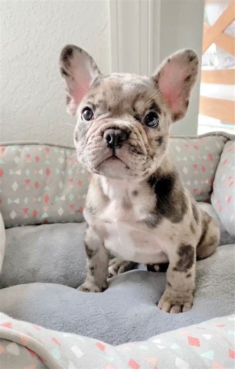  French bulldog puppies, ready for their fur-ever homes