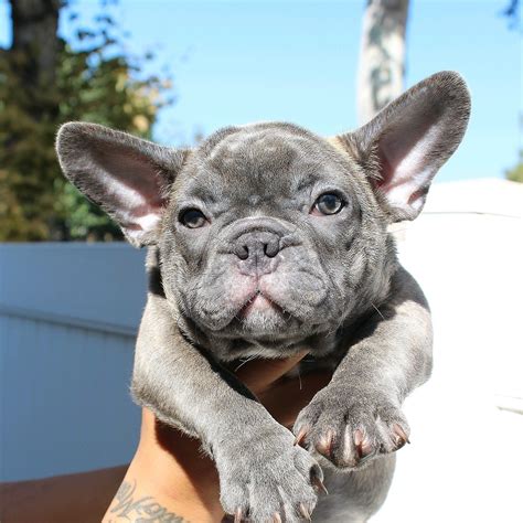  French bulldog puppies for sale Ontario Canada