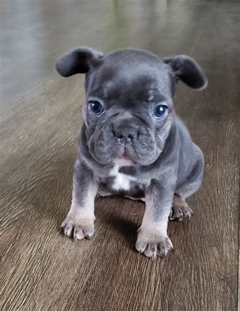  French bulldog puppies for sale in michigan However, Royals have a longer lifespan, on average, than the French bulldog breed, even in its mini form