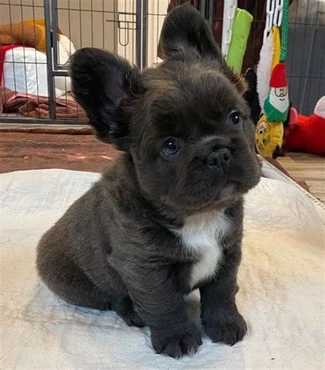  French bulldog puppies last 2 boys fluffy carriers
