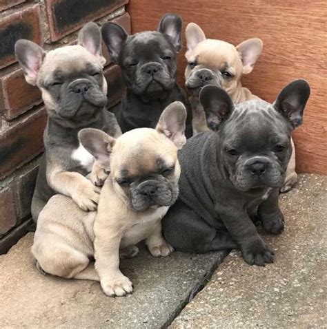  French bulldog puppies ready to leave Age: 8 weeksReady to leave: Now
