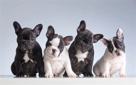  French bulldogs are also difficult to breed