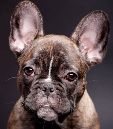  French bulldogs are generally of an even-tempered, gentle nature and intelligent