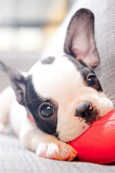  French bulldogs are known for being friendly, affectionate, and playful
