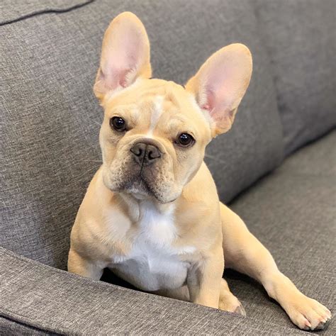  French bulldogs are known for erect ears with wide bases and rounded tips