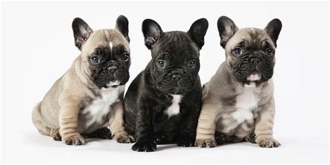  French bulldogs are lovely companion animals, even though they are a relatively small breed