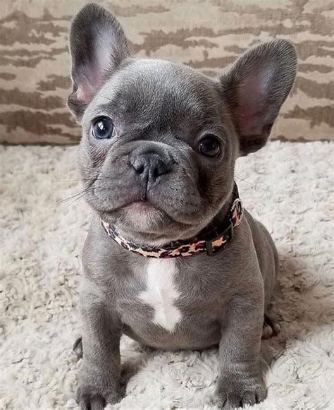  French bulldogs are small, cute dogs that are very playful and perfect for being a home pet