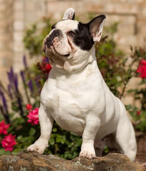  French bulldogs have a fairly muscular build