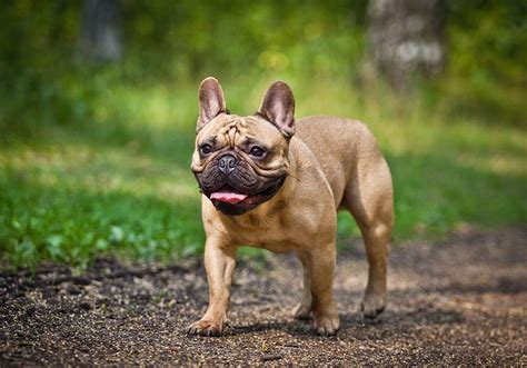  French bulldogs have unusually small hips and an oversized head