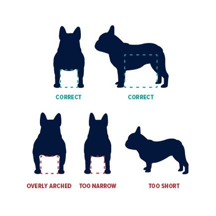  French bulldogs need structure and routine