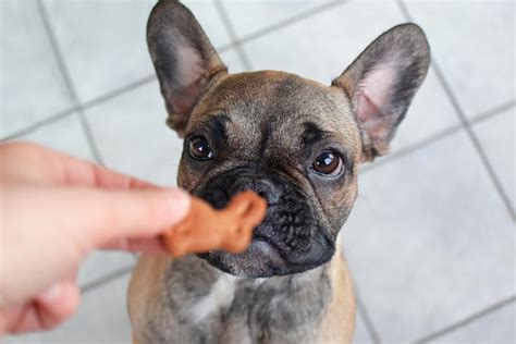  French bulldogs should be eating around 25 to 30 calories per pound of their body weight each day