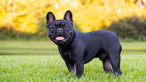  French bulldogs typically stand between inches tall