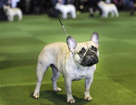  French bulldogs were the most popular dogs in the U