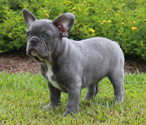  Frenchie Bailey is a blue brindle French Bulldog from Germany whose humans are influencers who take absolutely amazing photos of her