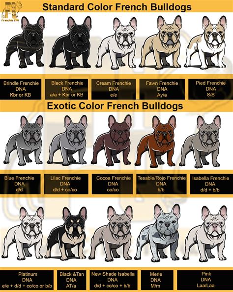  Frenchie Colors Frenchies come in a wide variety of different colors and patterns