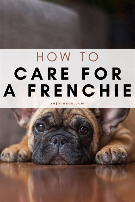  Frenchie Health Guide An in-depth guide on nearly every health problem affecting Frenchies