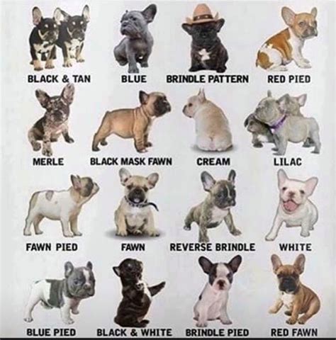  Frenchie Prices Pricing normally depends on the color and coat type
