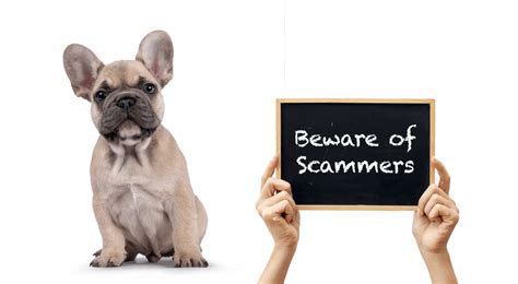  Frenchie Scams: There are many fake breeders and scammers online looking to take advantage of those seeking a Frenchie