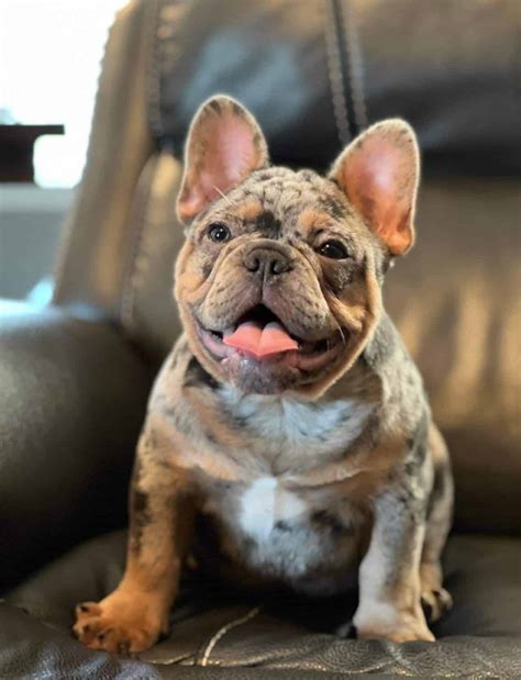  Frenchie breeders will often use artificial insemination to get their females pregnant, as this breed find it very hard to mate naturally due to their narrow hips
