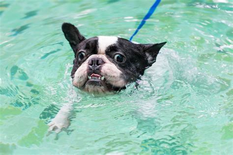  Frenchie cannot swim and are brachycephalic — which means they have squashed in noses