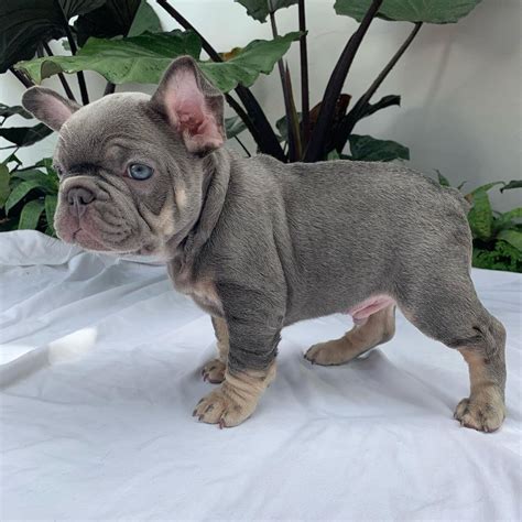  Frenchie for sale Finding the right Frenchie for sale is not easy
