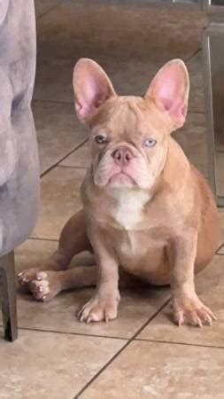  Frenchie for sale craigslist app; cl is hiring; loading