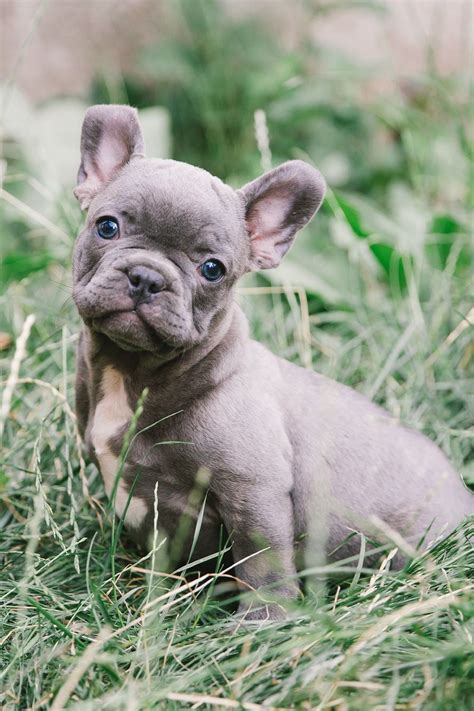 Frenchie puppies are usually very energetic though they also sleep a lot , so after an exhausting day of expending all that energy, a real dog bed, nice and comfy will be just what your Frenchie needs