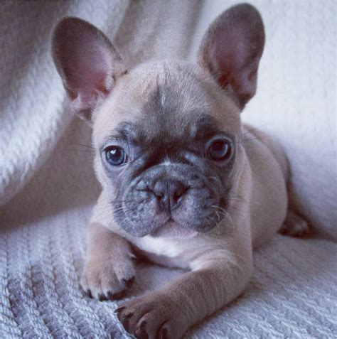  Frenchie puppies make amazing non-barking watchdogs