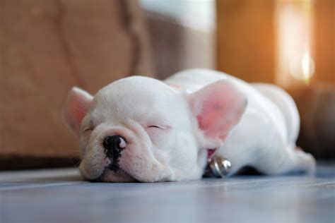  Frenchie puppies sleep way more than adults