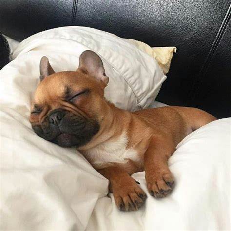  Frenchie puppies will start to sleep uninterrupted at night at around 4 months old