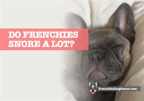 Frenchie snores and may wheeze and drool