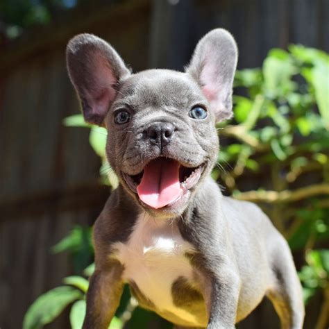  Frenchies, bred mainly as companion dogs, are enthusiastic and friendly