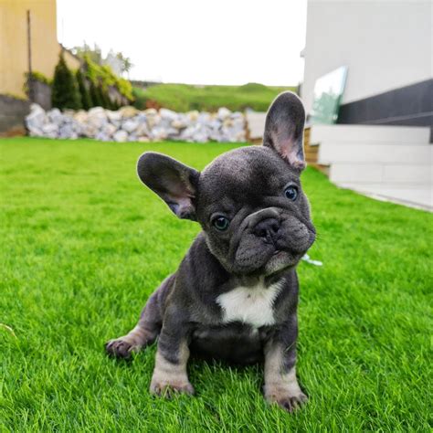  Frenchies are also super adaptable which makes them a great choice for single dog owners, couples, or families