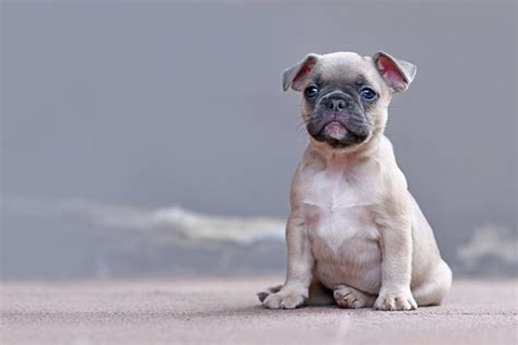  Frenchies are born with floppy ears