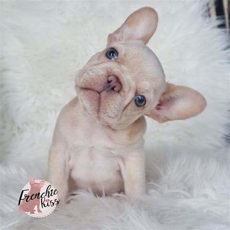  Frenchies are expensive because they are difficult to breed