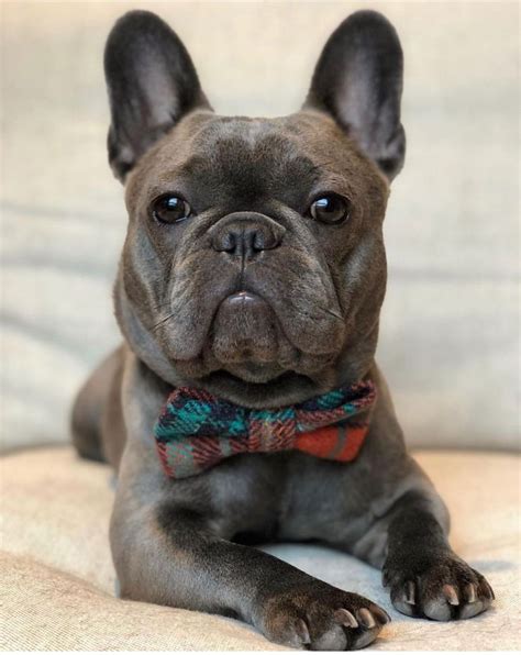 Frenchies are great family dogs, do well around other pets and prefer companionship
